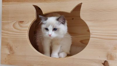 Kattenhotel Oase te Geleen