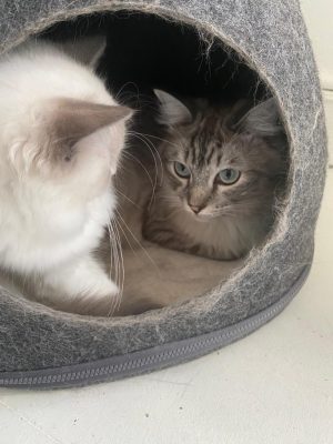 Kattenhotel Oase te Geleen