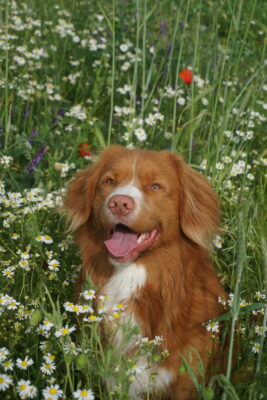 Drs. Pascal Kamphuis