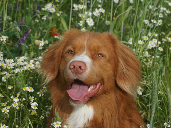 Drs. Pascal Kamphuis